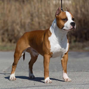 don king of rings amstaff