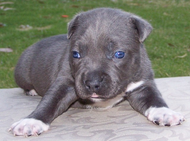 BLUE MALE AMSTAFF STUD DOG