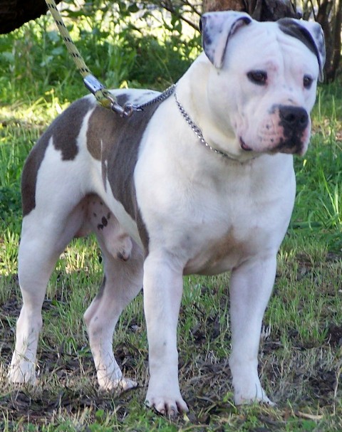 Blue pied Amstaff male stud dog DDD Head Hunter American staffordshire Terrier, Staffy