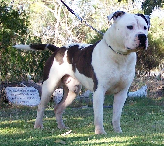Blue pied Amstaff male stud dog DDD Head Hunter American staffordshire Terrier, Staffy