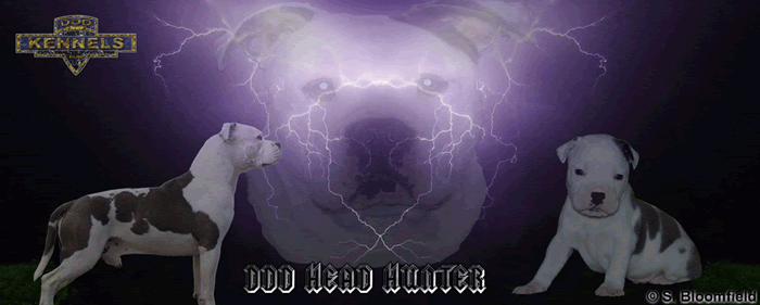 Blue pied Amstaff male stud dog DDD Head Hunter American staffordshire Terrier, Staffy