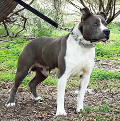 Atilla Blue male Amstaff