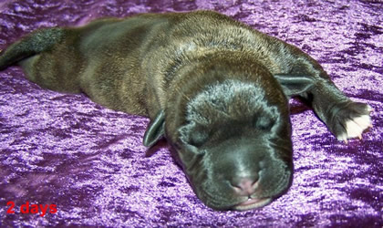 Brindle American Staffordshire Terrier female pup for sale