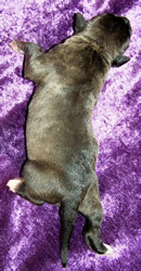 Brindle American Staffordshire Terrier female pup for sale