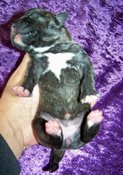 Brindle American Staffordshire Terrier female pup for sale