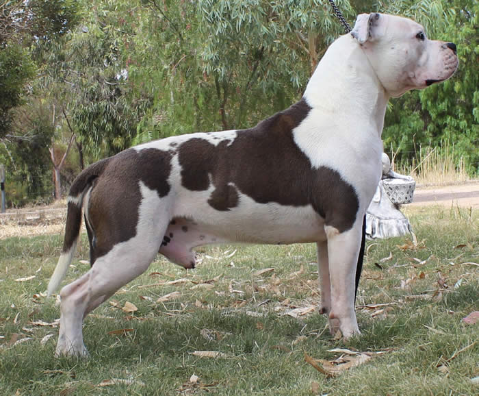 amstaff breed standard