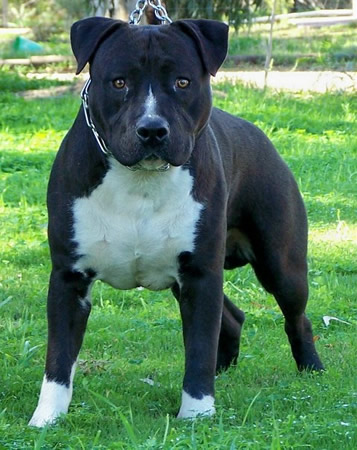 Bludstone Judge American Staffordshire Terrier